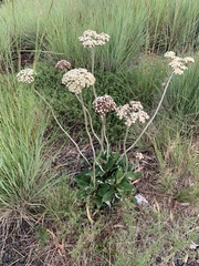 Helichrysum pedunculatum