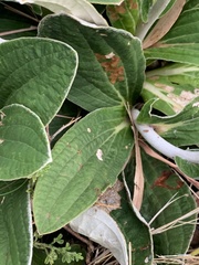 Helichrysum pedunculatum