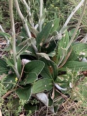 Helichrysum pedunculatum