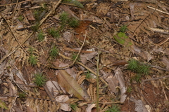 Dawsonia