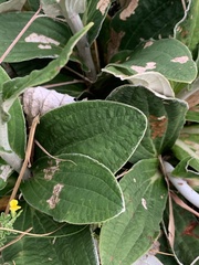 Helichrysum pedunculatum
