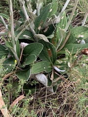 Helichrysum pedunculatum