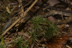 Dawsonia