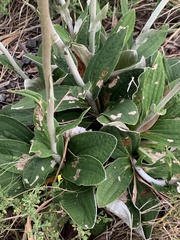 Helichrysum pedunculatum