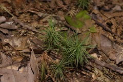 Dawsonia