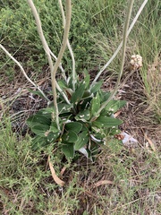 Helichrysum pedunculatum
