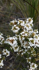 Lysinema