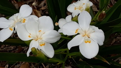 Dietes robinsoniana