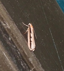 Leptocroca sanguinolenta