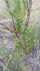 Lysinema
