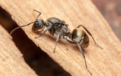 Polyrhachis tubifera