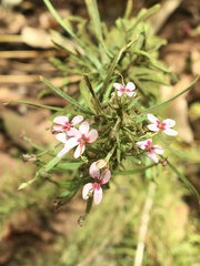 Stylidium adnatum