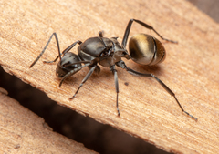 Polyrhachis tubifera