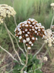 Helichrysum pedunculatum