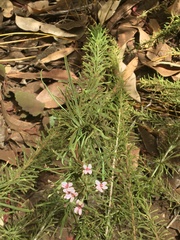 Stylidium adnatum