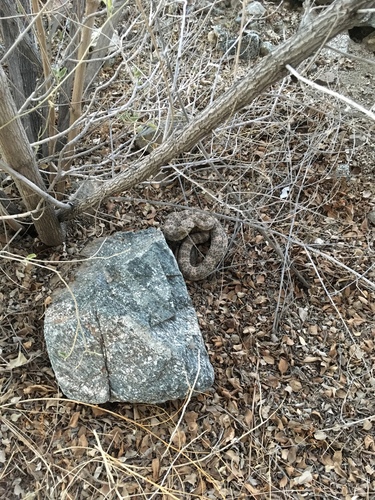 iNaturalist observation photo of Southwestern Speckled Rattlesnake