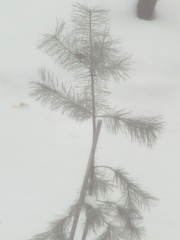 Pinus