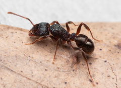 Rhytidoponera victoriae