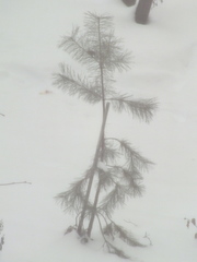 Pinus