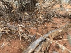 Tympanocryptis petersi