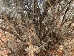 Tympanocryptis petersi