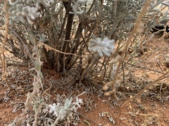Tympanocryptis petersi