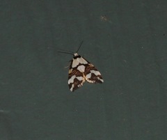 Thallarcha staurocola