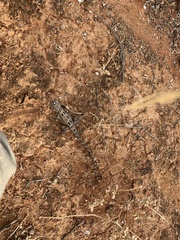 Tympanocryptis petersi