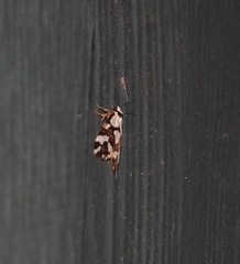 Thallarcha staurocola