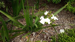 Dietes robinsoniana