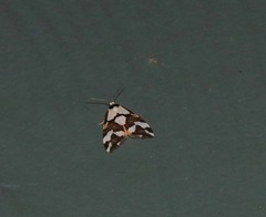 Thallarcha staurocola