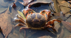 Chasmagnathus convexus
