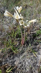 Cyrtanthus clavatus