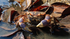 Chasmagnathus convexus