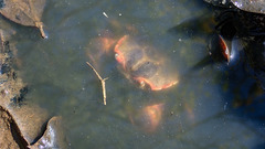 Chasmagnathus convexus