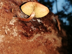 Basidiomycota