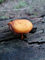 Basidiomycota