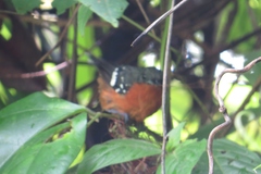 Microrhopias quixensis