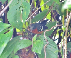 Microrhopias quixensis