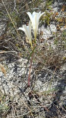 Cyrtanthus clavatus