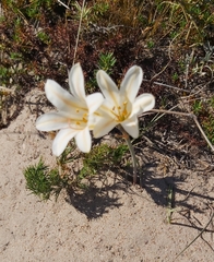 Cyrtanthus clavatus