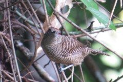 Cymbilaimus lineatus