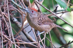 Cymbilaimus lineatus