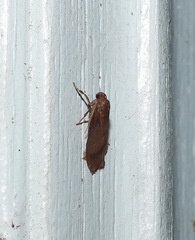 Lambula obliquilinea