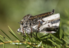 Melanargia lachesis