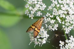 Nemophora degeerella