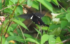 Papilio macilentus