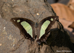 Polyura agraria