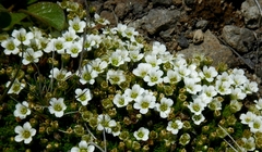 Pseudocherleria macrocarpa