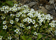 Pseudocherleria macrocarpa